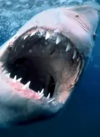 《海洋捕食者》震撼揭秘：深海猎杀的生存法则与残酷真相